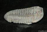 Beautifully Prone Inch Flexicalymene Trilobite #1018-3